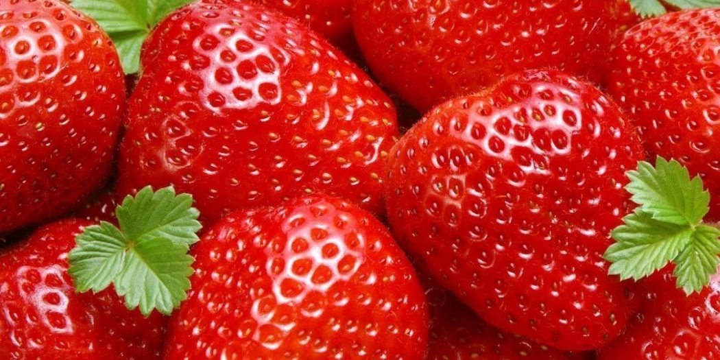 UV-C versus Pesticides : Une nouvelle alternative pour tuer les champignons (Botrytis cinerea, Podosphaera aphanis et Colletotrichum acutatum et gloeosporioides) et les arthropodes nuisibles sur les fraises.